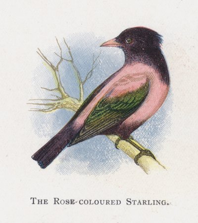 Den rosenfarvede stær af Alexander Francis Lydon